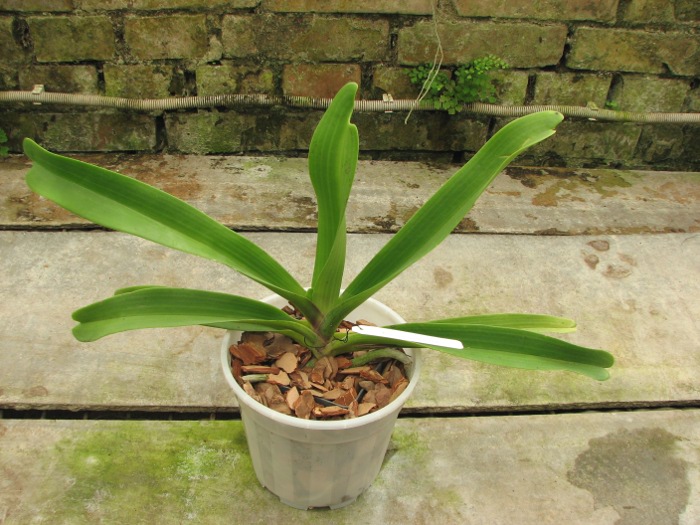 Rhynchostylis gigantea red.JPG
