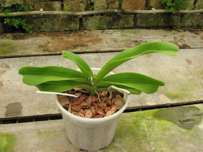 Rhynchostylis gigantea white.JPG