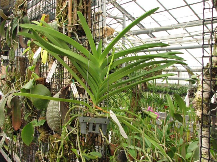 Vanda Keeree Sapphire x Vanda Chaiya.JPG