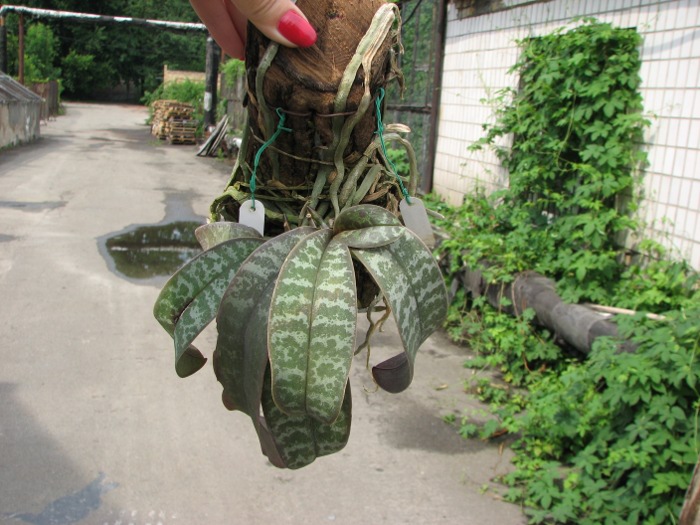 Phalaenopsis schilleriana.JPG