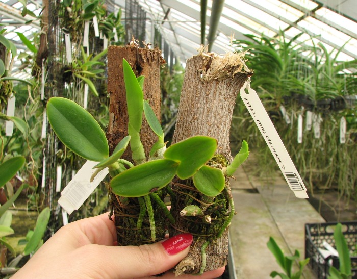 Cattleya nobilior tipo 'Suzuki' x SELF.JPG