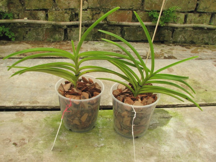 Ascocentrum curvifolium.JPG