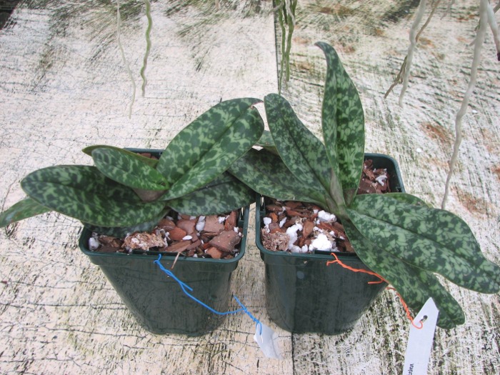 Paphiopedilum concolor.JPG