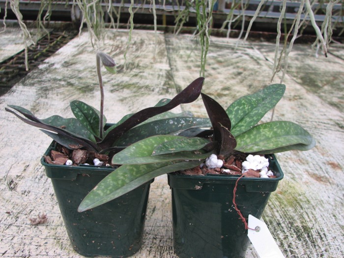 Paphiopedilum niveum.JPG