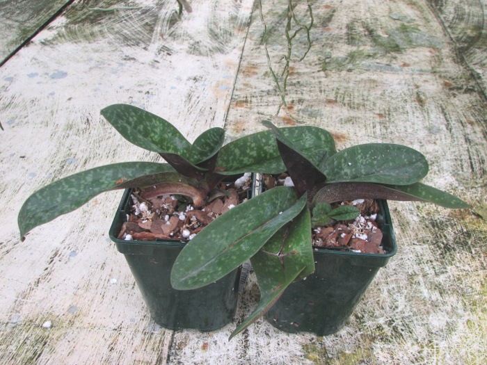 Paphiopedilum bellatulum.JPG