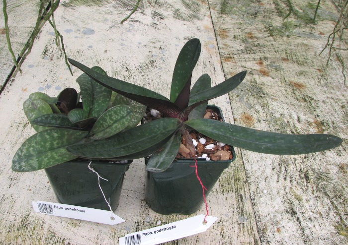 Paphiopedilum godefroyae.JPG