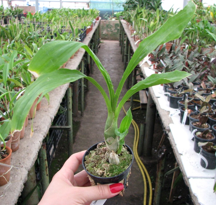 Catasetum pileatum 'Oro Verde'.JPG