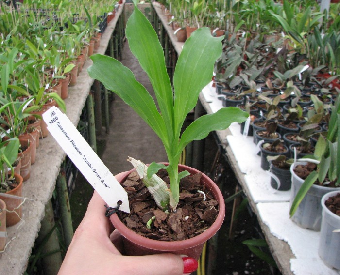 Catasetum pileatum 'Jumbo Green Gold'.JPG