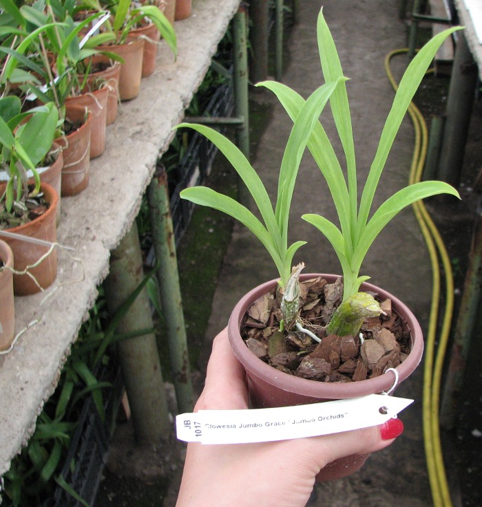 Clowesia Jumbo Grace 'Jumbo Orchids'.JPG