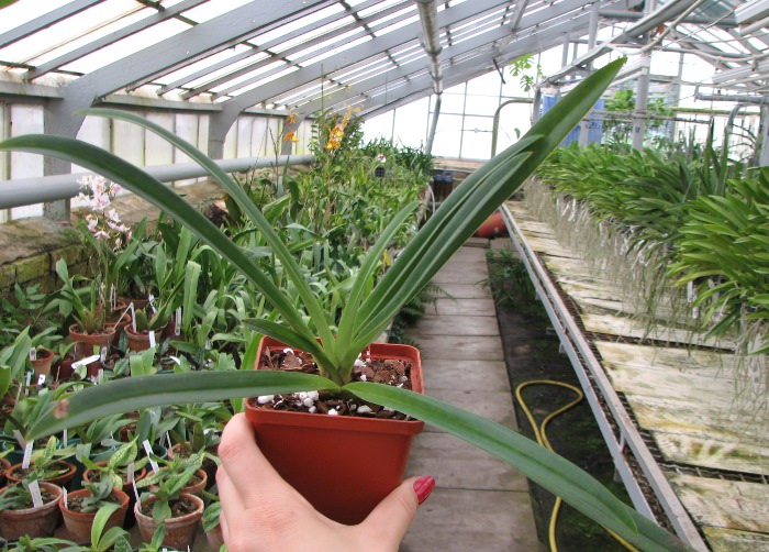 Paphiopedilum hirsutissimum.JPG