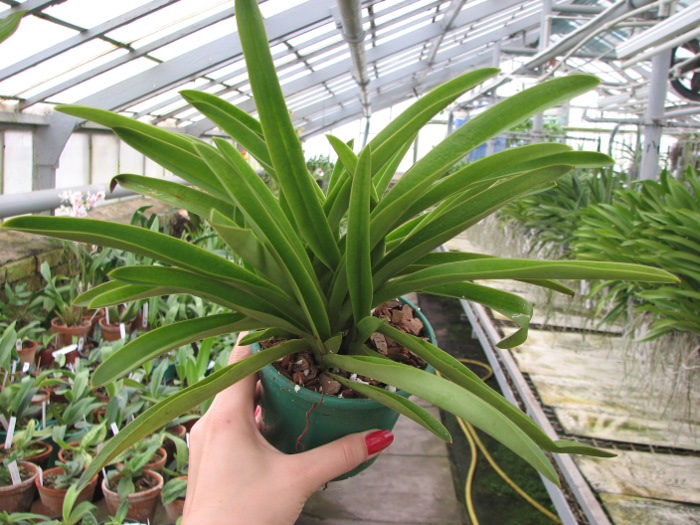 Paphiopedilum exul.JPG