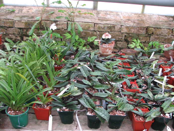 Paphiopedilum.JPG