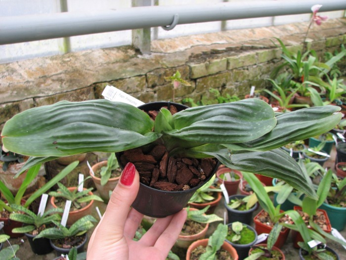 Paphiopedilum Pinocchio.JPG