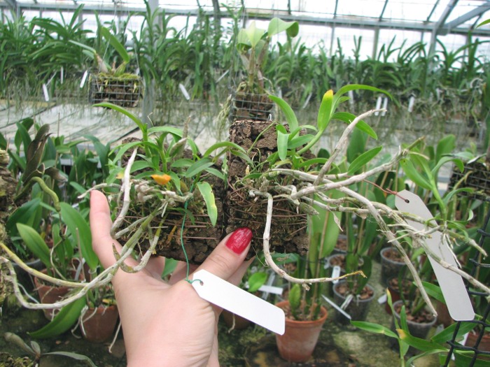 Dendrobium unicum.JPG