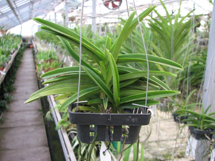 Ascocentrum miniatum.JPG