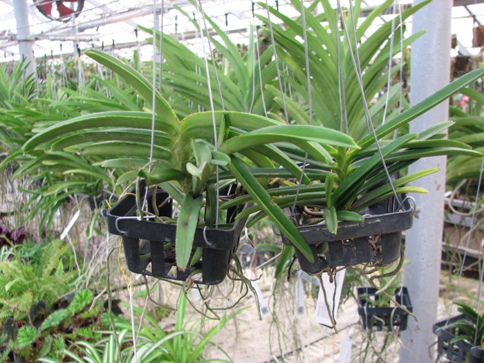 Ascocentrum miniatum.JPG