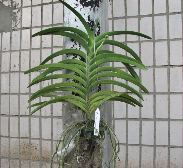 Vanda Kultana Green Gold.JPG