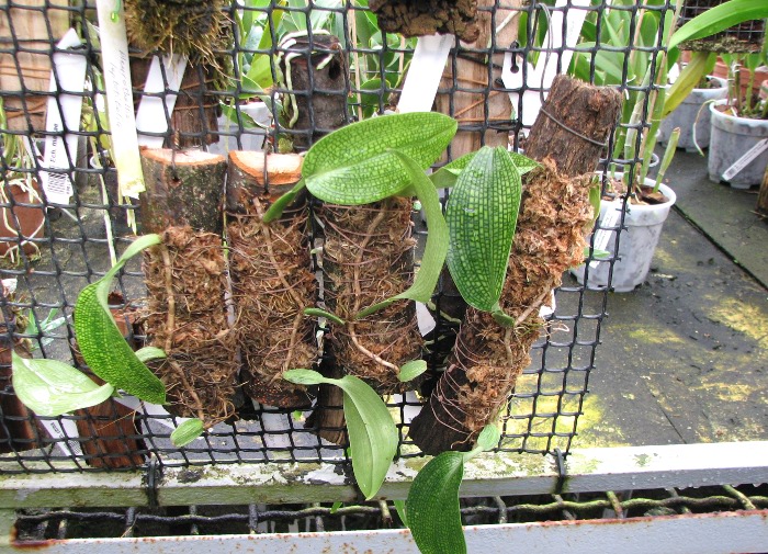 Bulbophyllum reticulatum.JPG