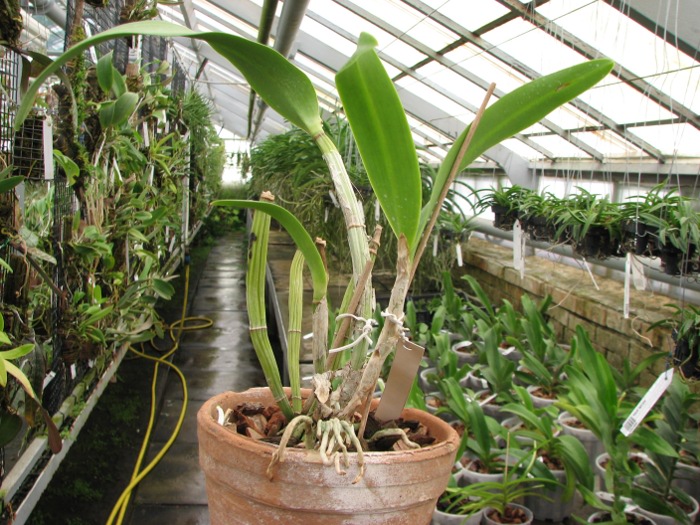 Epilaeliocattleya Mae Bly 'Ching Hua Splash' (Epidendrum mariae x Laeliocattleya Ann Follis).JPG