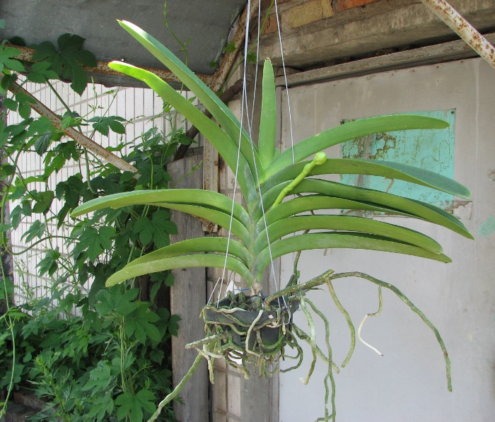 Vanda Kultana Ruby x Patcharee's Delight.JPG