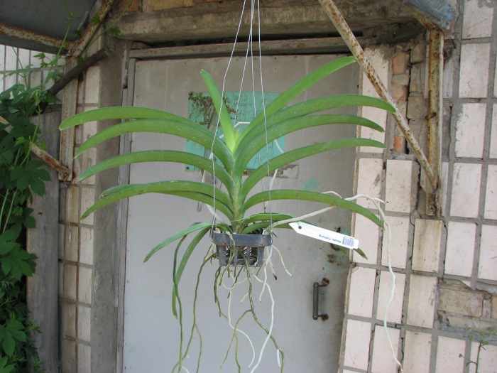 Ascocenda Pinthong.JPG