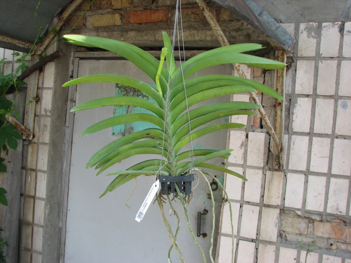 Taweesuksa x sanderiana x Vanda Kultana.JPG