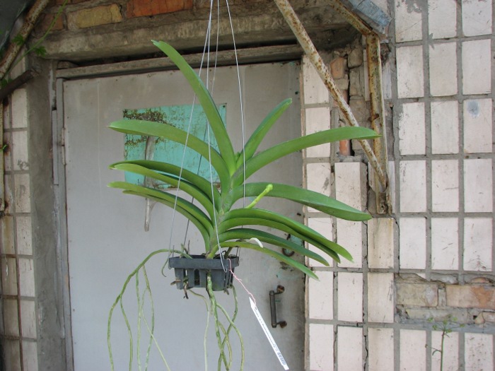 Vanda Sankhamphaeng x Vanda Udom Gold.JPG