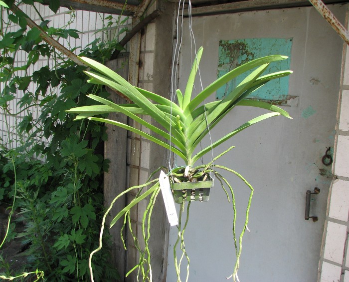Vanda Keeree Sapphire x Vanda Chaiya.JPG