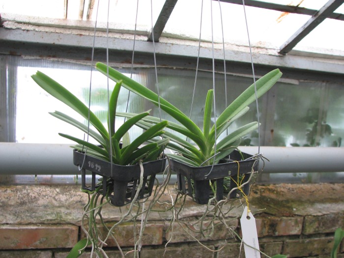 Ascocentrum ampullaceum.JPG
