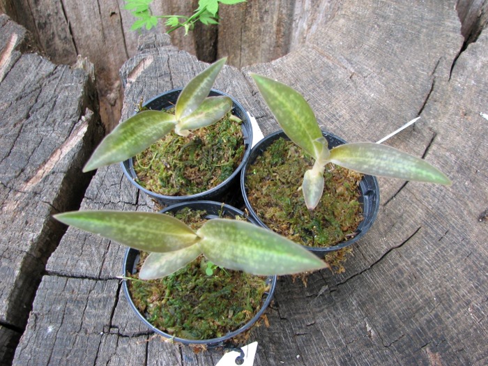Habenaria rhodocheila 'Pink'.JPG