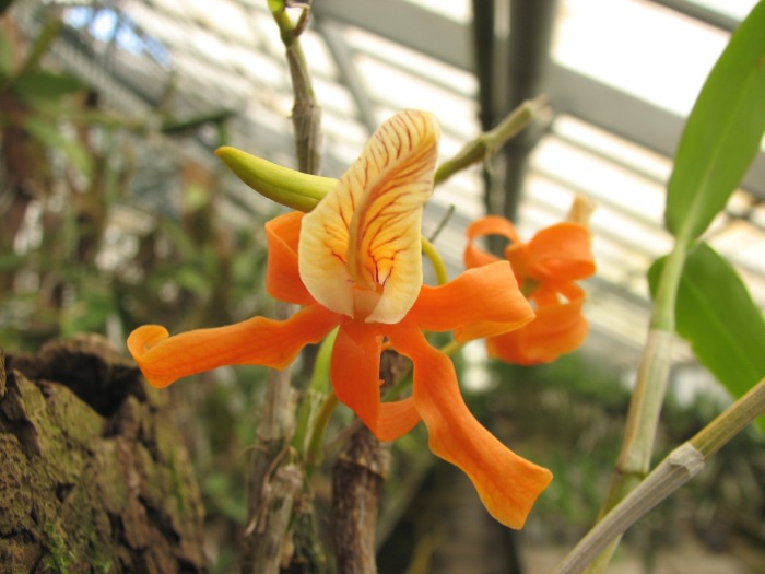 Dendrobium unicum.JPG