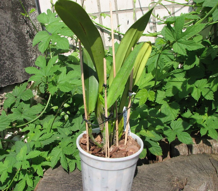 Laeliocattleya Canhamiana coerulea 'Azure Skies' (C. mossiae x L. purpurata).JPG