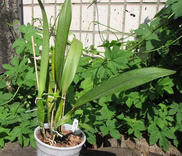 Laeliocattleya Canhamiana coerulea 'Azure Skies' (C. mossiae x L. purpurata).JPG
