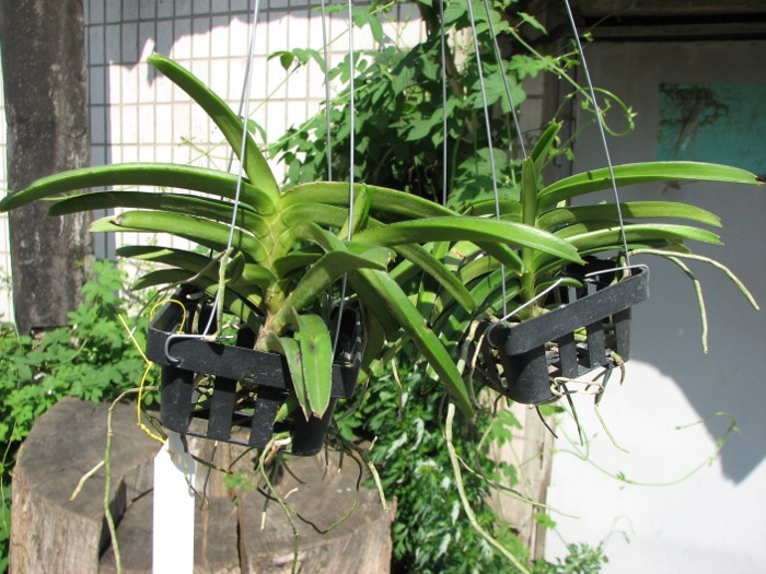 Ascocentrum miniatum.JPG