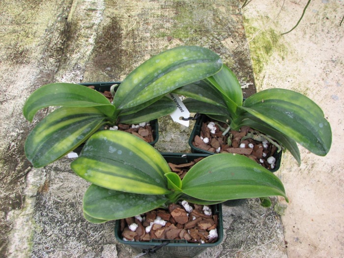 Doritaenopsis Sogo Vivien Variegated leaf.JPG