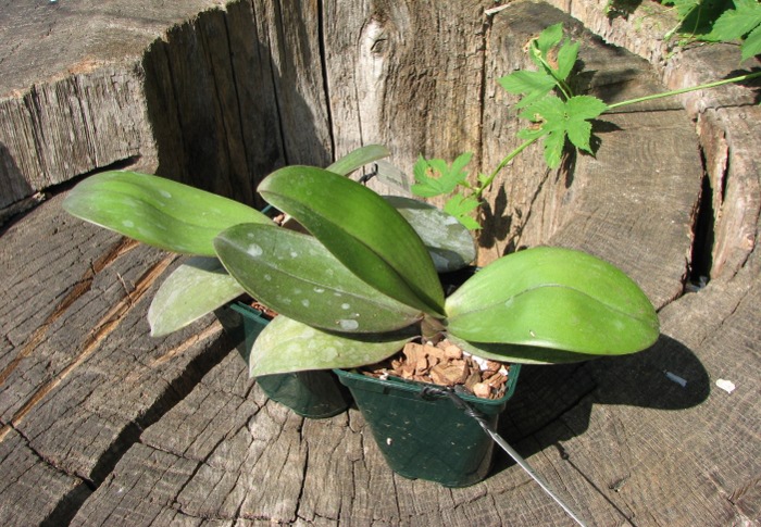 Doritaenopsis Changzhi Pearl.JPG