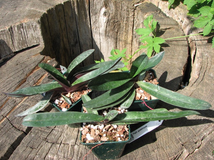 Paphiopedilum godefroyae.JPG