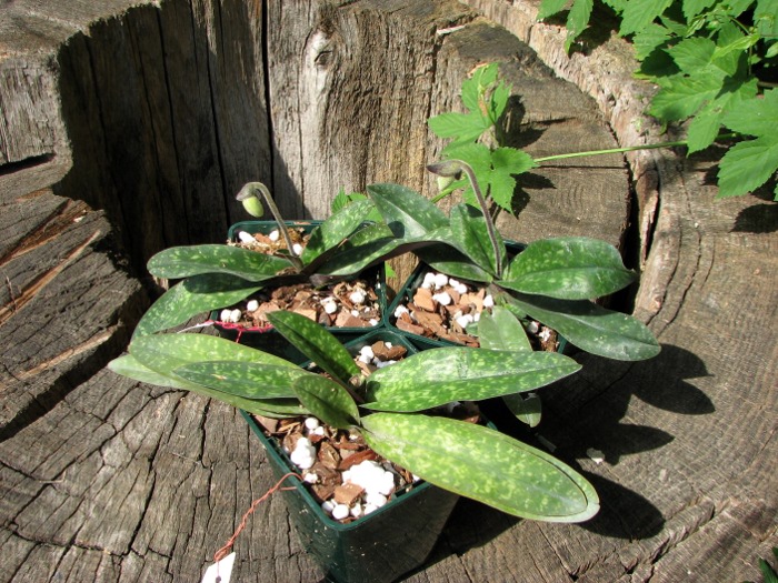 Paphiopedilum niveum.JPG