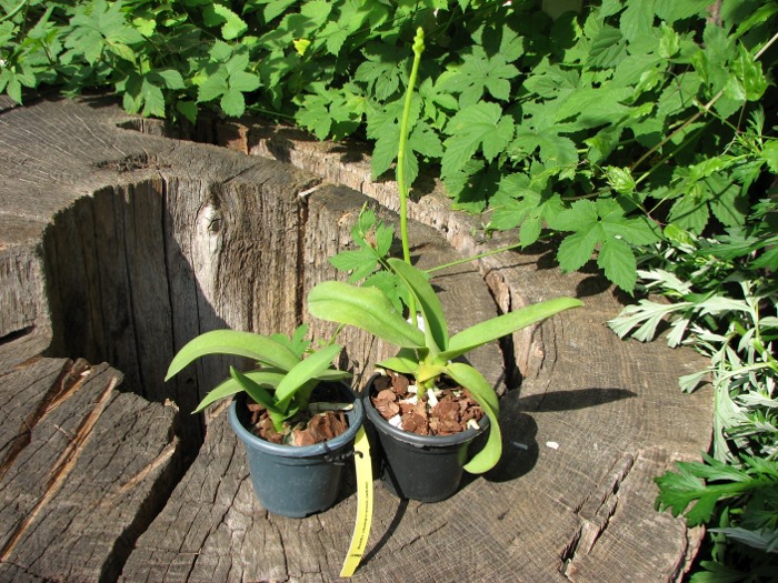 Doritis pulcherrima f. champorensis 'White'.JPG
