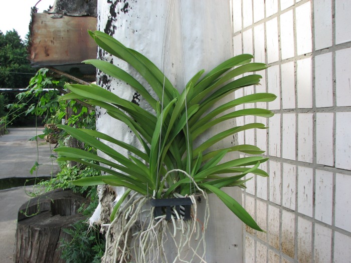 Vanda Apec Blue.JPG