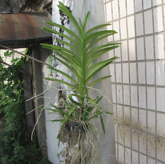 Vanda Mimi Palmer Fragrance.JPG