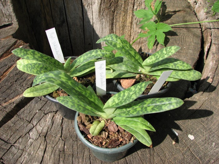 Paphiopedilum sukhakulii.JPG