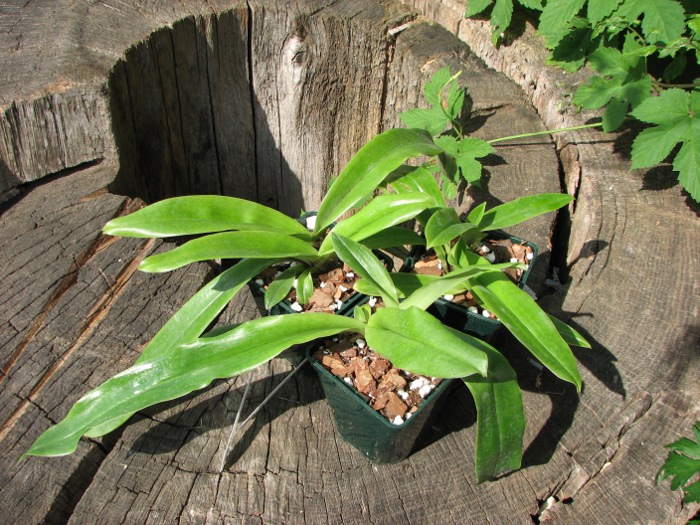 Paphiopedilum spicerianum.JPG