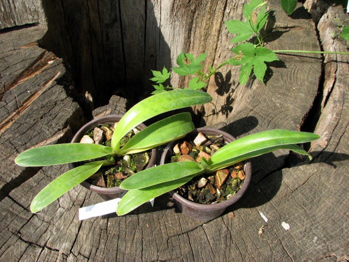 Paphiopedilum henryanum.JPG