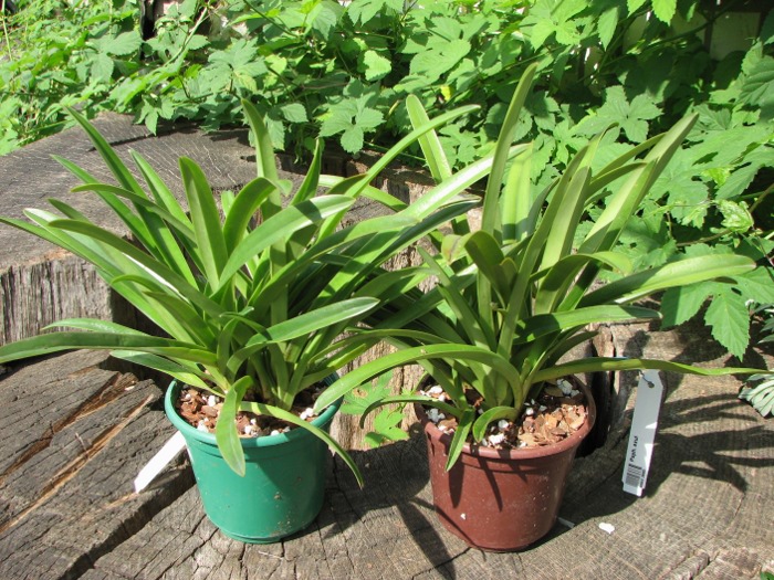 Paphiopedilum exul.JPG