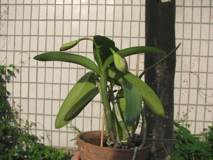 Cattleya intermedia aquinii x Cattleya walkeriana.JPG