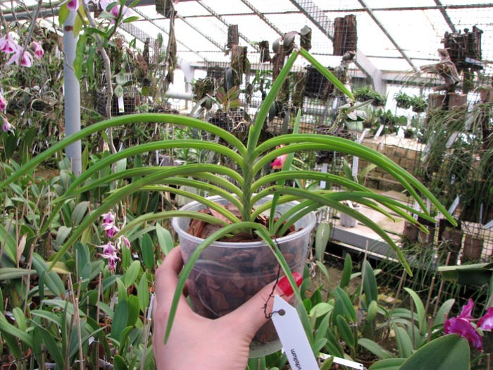 Ascocentrum curvifolium.JPG