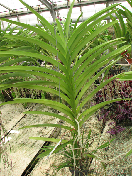 Vanda Mimi Palmer Fragrance.jpg