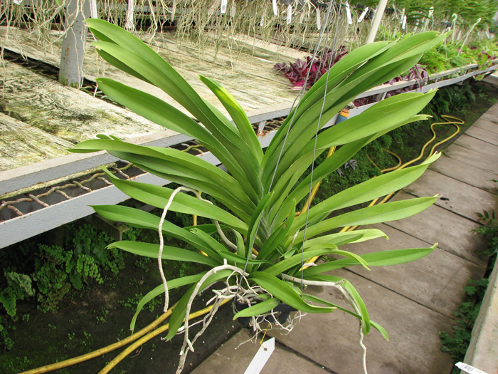 Vanda Apec Blue.JPG