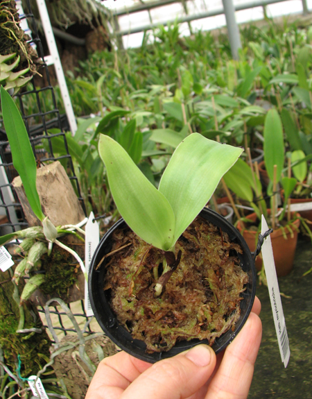 Habenaria myriotricha.jpg